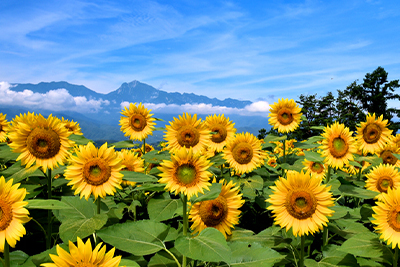 �y��32�b�z����ɂȂ�����󂯎��邨���E���S���y���ł��鐧�x�́H